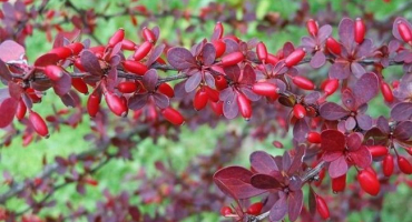 Seznam nejlepších stromů a keřů-medových rostlin pro včely, jejich produktivita